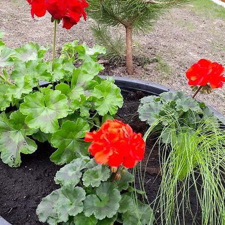 Laimos Apartament Połąga