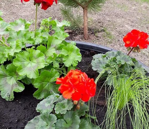 Laimos Apartman Palanga